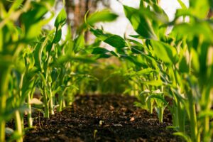 Read more about the article Unlocking Agricultural Potential: A Farmer’s Guide to Optimizing Soil with Calcium Hydroxide