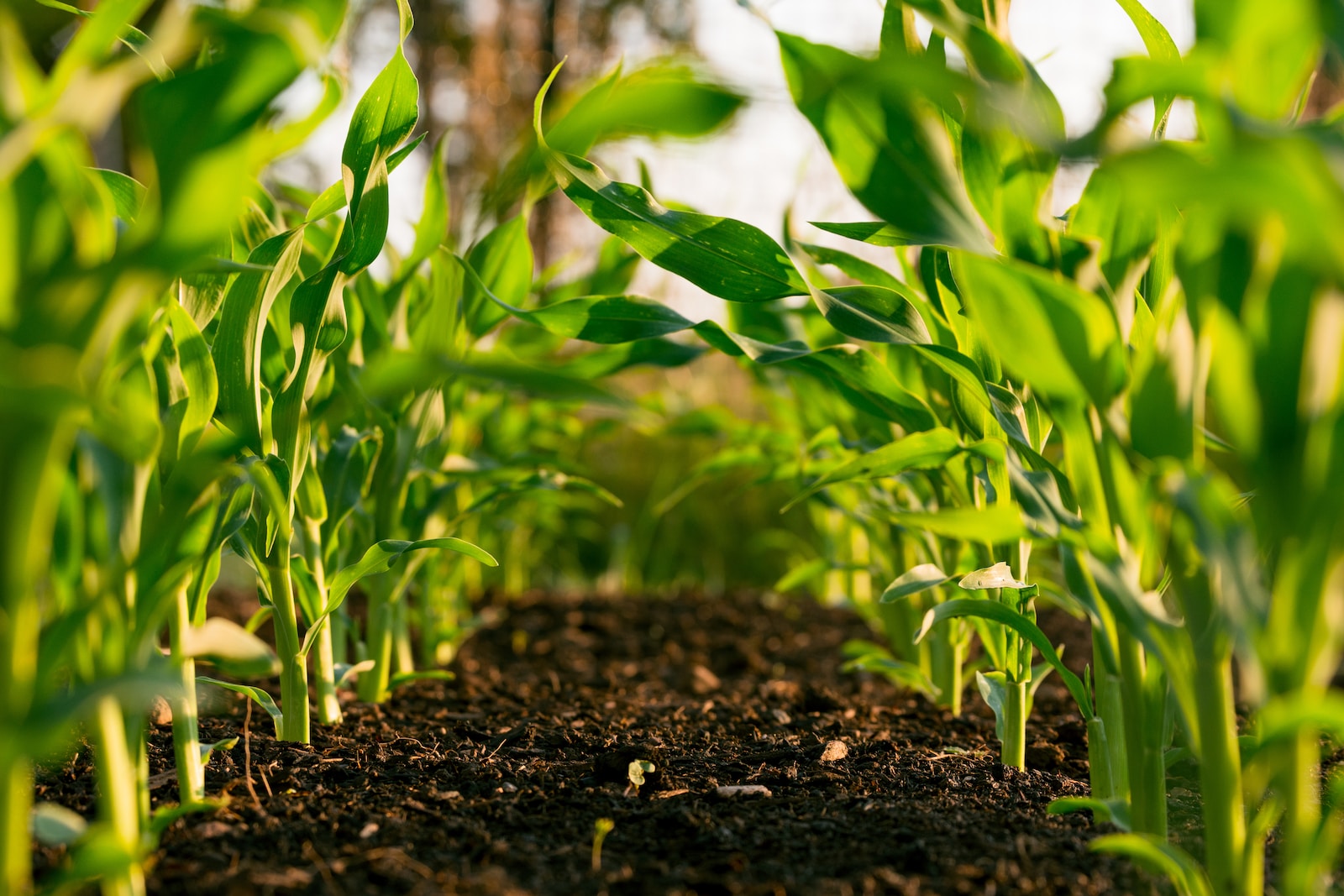 You are currently viewing Unlocking Agricultural Potential: A Farmer’s Guide to Optimizing Soil with Calcium Hydroxide